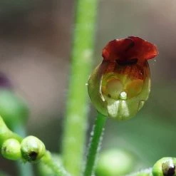 FuturePlanter Alle Pflanzen Im Shop Knotige Braunwurz (Scrophularia Nodosa) 10 FuturePlanter Alle Pflanzen Im Shop Knotige Braunwurz (Scrophularia Nodosa)