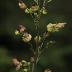FuturePlanter Alle Pflanzen Im Shop Knotige Braunwurz (Scrophularia Nodosa) 13 FuturePlanter Alle Pflanzen Im Shop Knotige Braunwurz (Scrophularia Nodosa)