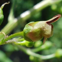 FuturePlanter Alle Pflanzen Im Shop Knotige Braunwurz (Scrophularia Nodosa) 11 FuturePlanter Alle Pflanzen Im Shop Knotige Braunwurz (Scrophularia Nodosa)