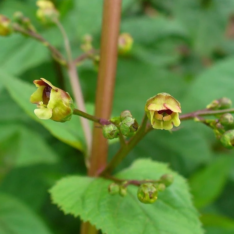 FuturePlanter Alle Pflanzen Im Shop Knotige Braunwurz (Scrophularia Nodosa) 7 FuturePlanter Alle Pflanzen Im Shop Knotige Braunwurz (Scrophularia Nodosa)