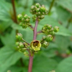 FuturePlanter Alle Pflanzen Im Shop Knotige Braunwurz (Scrophularia Nodosa) 15 FuturePlanter Alle Pflanzen Im Shop Knotige Braunwurz (Scrophularia Nodosa)