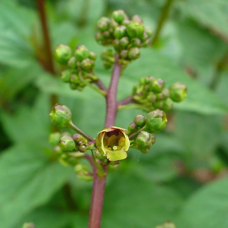 FuturePlanter Alle Pflanzen Im Shop Knotige Braunwurz (Scrophularia Nodosa) 8 FuturePlanter Alle Pflanzen Im Shop Knotige Braunwurz (Scrophularia Nodosa)