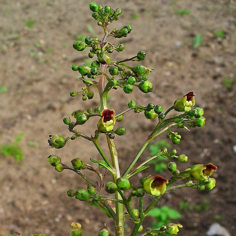 FuturePlanter Alle Pflanzen Im Shop Knotige Braunwurz (Scrophularia Nodosa) 5 FuturePlanter Alle Pflanzen Im Shop Knotige Braunwurz (Scrophularia Nodosa)