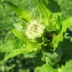 FuturePlanter Alle Pflanzen Im Shop Kohl-Kratzdistel (Cirsium Oleraceum)