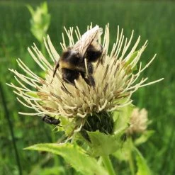 FuturePlanter Alle Pflanzen Im Shop Kohl-Kratzdistel (Cirsium Oleraceum)