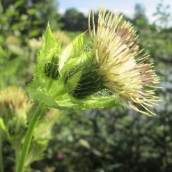 FuturePlanter Alle Pflanzen Im Shop Kohl-Kratzdistel (Cirsium Oleraceum)