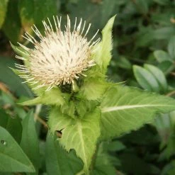 FuturePlanter Alle Pflanzen Im Shop Kohl-Kratzdistel (Cirsium Oleraceum)
