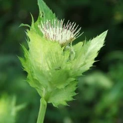 FuturePlanter Alle Pflanzen Im Shop Kohl-Kratzdistel (Cirsium Oleraceum)