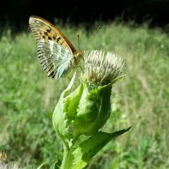 FuturePlanter Alle Pflanzen Im Shop Kohl-Kratzdistel (Cirsium Oleraceum)