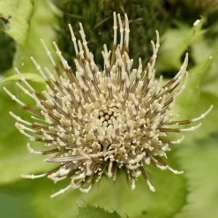 FuturePlanter Alle Pflanzen Im Shop Kohl-Kratzdistel (Cirsium Oleraceum)