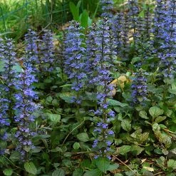 FuturePlanter Kriechender Günsel (Ajuga Reptans)