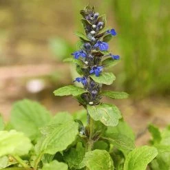 FuturePlanter Kriechender Günsel (Ajuga Reptans)