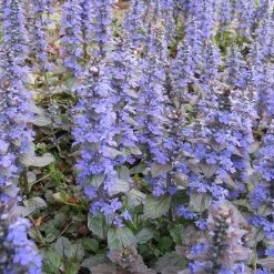 FuturePlanter Kriechender Günsel (Ajuga Reptans)
