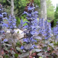FuturePlanter Kriechender Günsel (Ajuga Reptans)