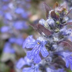 FuturePlanter Kriechender Günsel (Ajuga Reptans)