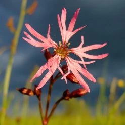 FuturePlanter Alle Pflanzen Im Shop Kuckucks-Lichtnelke (Silene Flos-cuculi)