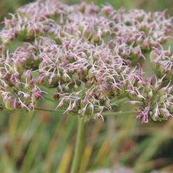 FuturePlanter Alle Pflanzen Im Shop Kümmelblättrige Silge (Selinum Carvifolia)