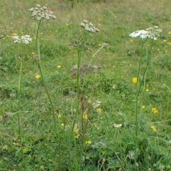 FuturePlanter Alle Pflanzen Im Shop Kümmelblättrige Silge (Selinum Carvifolia)