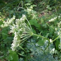 FuturePlanter Alle Pflanzen Im Shop Kümmelblättrige Silge (Selinum Carvifolia)