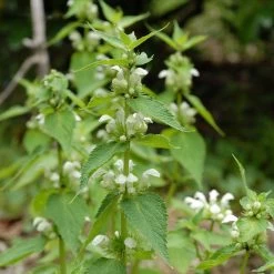 FuturePlanter Weisse Taubnessel (Lamium Album) Alle Pflanzen Im Shop
