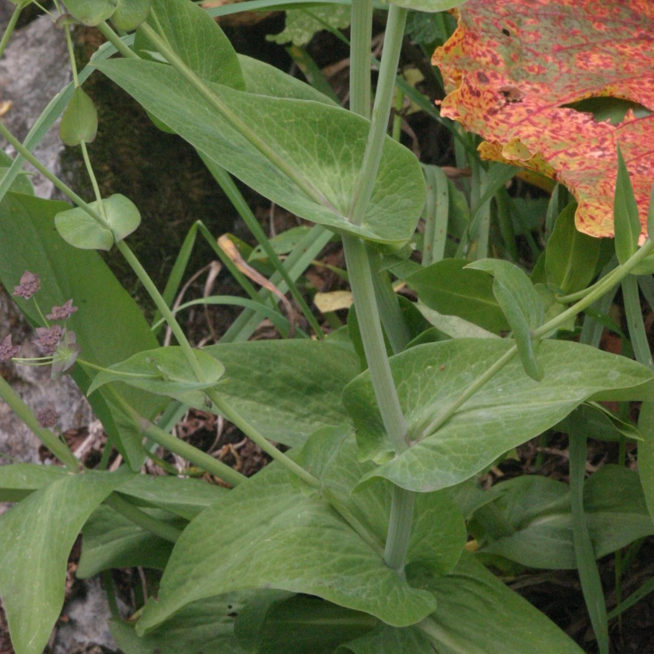 FuturePlanter Langblättriges Hasenohr (Bupleurum Longifolium) 8 FuturePlanter Langblättriges Hasenohr (Bupleurum Longifolium)