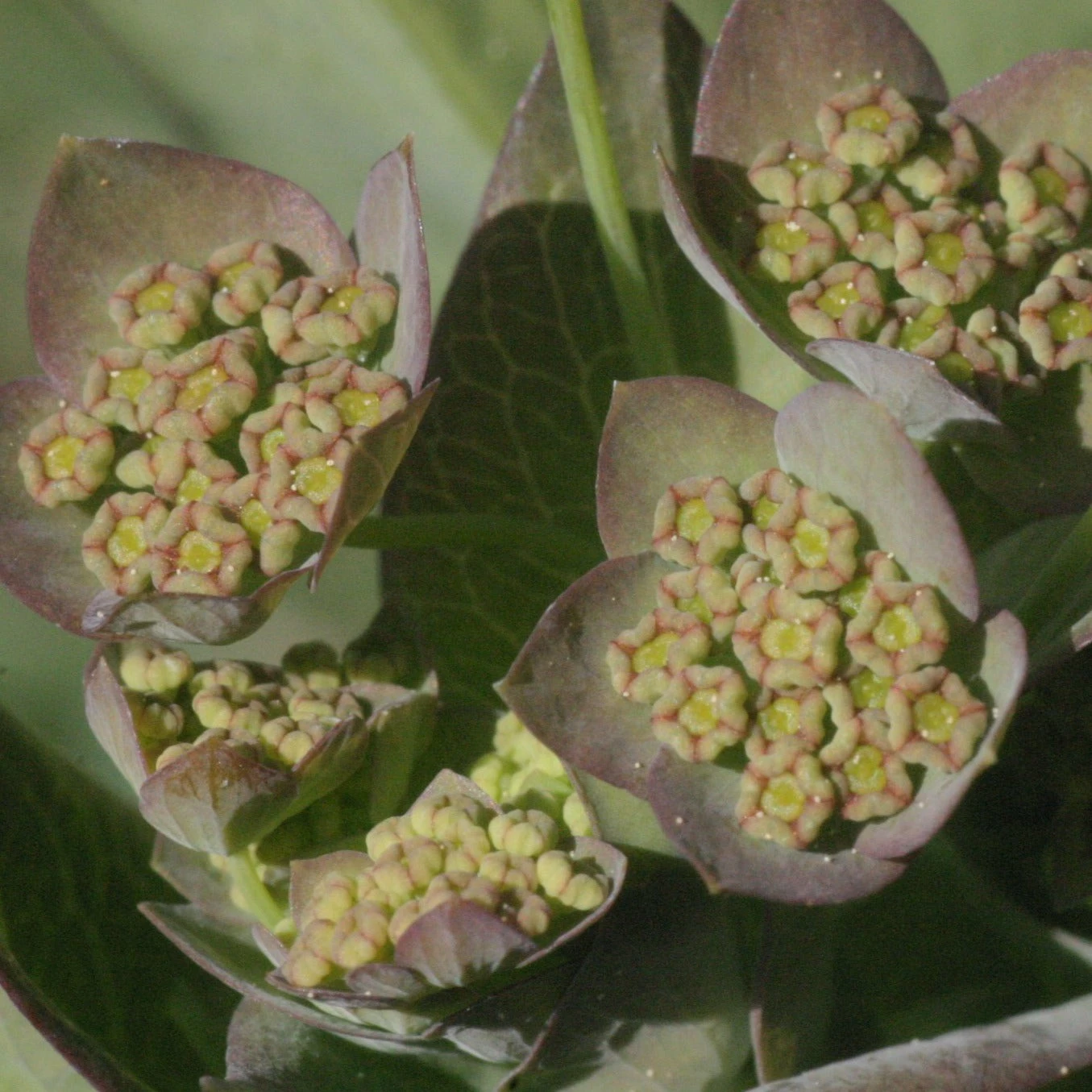 FuturePlanter Langblättriges Hasenohr (Bupleurum Longifolium) 3 FuturePlanter Langblättriges Hasenohr (Bupleurum Longifolium)