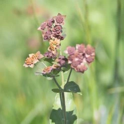 FuturePlanter Langblättriges Hasenohr (Bupleurum Longifolium)