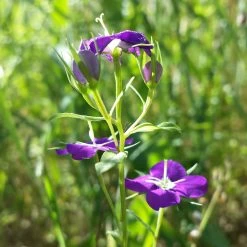 FuturePlanter Venus-Frauenspiegel (Legousia Speculum-veneris)