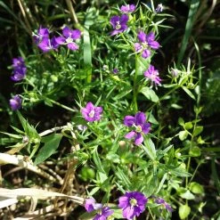 FuturePlanter Venus-Frauenspiegel (Legousia Speculum-veneris)