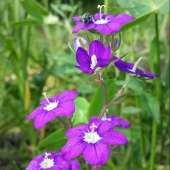 FuturePlanter Venus-Frauenspiegel (Legousia Speculum-veneris)