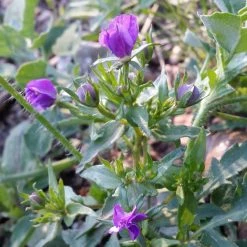 FuturePlanter Venus-Frauenspiegel (Legousia Speculum-veneris)
