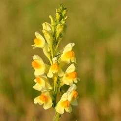 FuturePlanter Alle Pflanzen Im Shop Gemeines Leinkraut (Linaria Vulgaris)