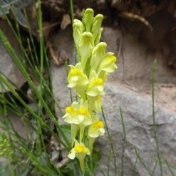FuturePlanter Alle Pflanzen Im Shop Gemeines Leinkraut (Linaria Vulgaris)