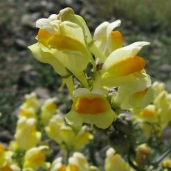FuturePlanter Alle Pflanzen Im Shop Gemeines Leinkraut (Linaria Vulgaris)