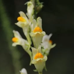 FuturePlanter Alle Pflanzen Im Shop Gemeines Leinkraut (Linaria Vulgaris)