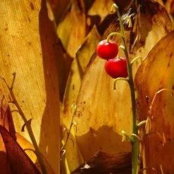 FuturePlanter Alle Pflanzen Im Shop Maiglöckchen (Convallaria Majalis)