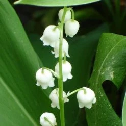 FuturePlanter Alle Pflanzen Im Shop Maiglöckchen (Convallaria Majalis)