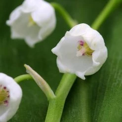 FuturePlanter Alle Pflanzen Im Shop Maiglöckchen (Convallaria Majalis)