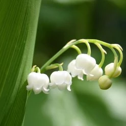 FuturePlanter Alle Pflanzen Im Shop Maiglöckchen (Convallaria Majalis)