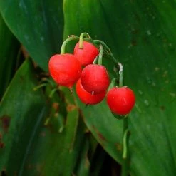 FuturePlanter Alle Pflanzen Im Shop Maiglöckchen (Convallaria Majalis)