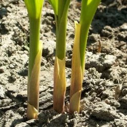 FuturePlanter Alle Pflanzen Im Shop Maiglöckchen (Convallaria Majalis)