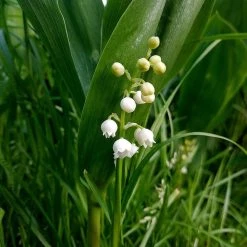 FuturePlanter Alle Pflanzen Im Shop Maiglöckchen (Convallaria Majalis)