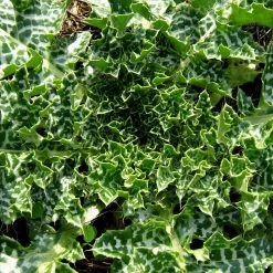 FuturePlanter Alle Pflanzen Im Shop Mariendistel (Silybum Marianum)