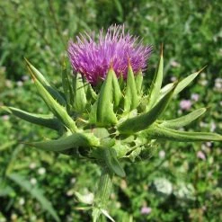 FuturePlanter Alle Pflanzen Im Shop Mariendistel (Silybum Marianum)