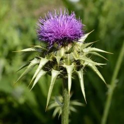 FuturePlanter Alle Pflanzen Im Shop Mariendistel (Silybum Marianum)