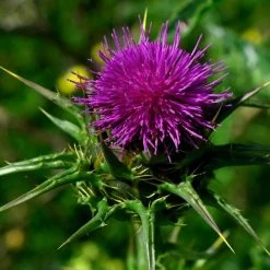 FuturePlanter Alle Pflanzen Im Shop Mariendistel (Silybum Marianum)