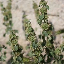 FuturePlanter Alle Pflanzen Im Shop Gewöhnlicher Andorn (Marrubium Vulgare) 7 FuturePlanter Alle Pflanzen Im Shop Gewöhnlicher Andorn (Marrubium Vulgare)