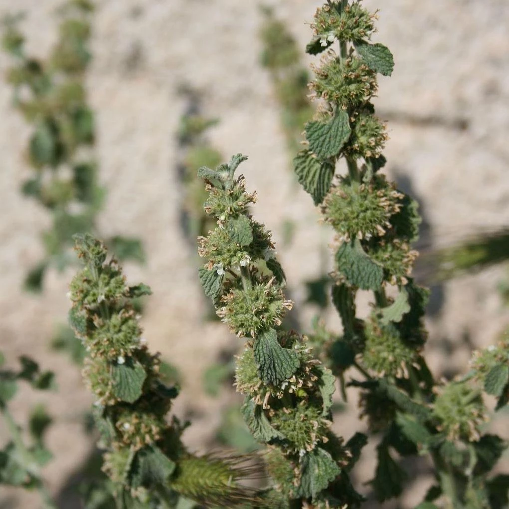 FuturePlanter Alle Pflanzen Im Shop Gewöhnlicher Andorn (Marrubium Vulgare) 3 FuturePlanter Alle Pflanzen Im Shop Gewöhnlicher Andorn (Marrubium Vulgare)