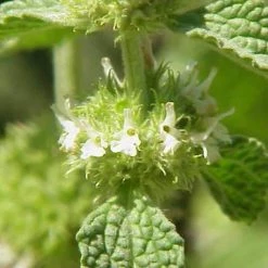 FuturePlanter Alle Pflanzen Im Shop Gewöhnlicher Andorn (Marrubium Vulgare)