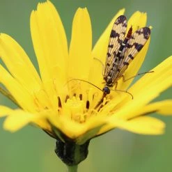 FuturePlanter Wiesen-Bocksbart (Tragopogon Pratensis) Alle Pflanzen Im Shop